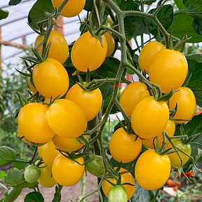 Помидор Лунная дорожка