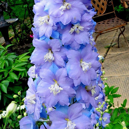 Фото Дельфиниум Дельфис Монинг Лайт