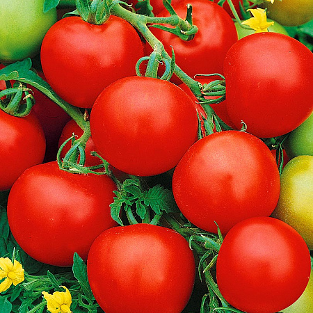 Фото Помидор Восток F1