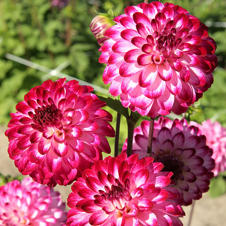 Фото Георгин помпонный Литтл Роберт