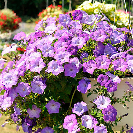 Фото Петуния ампельная Изи Вэйф Лавендер Скай Блю