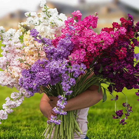 Фото Левкой Маммут Великолепный букет набор