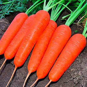 Морковь Кальман F1