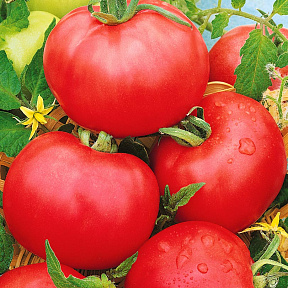Помидор Пинк Трит F1