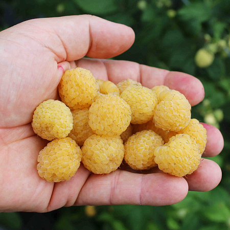 Фото Малина ремонтантная Янтарная Садко