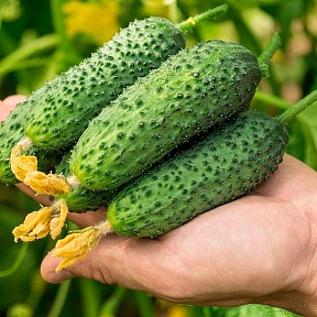 Огурец Якама F1