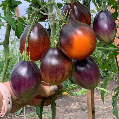 Помидор Тёмный Лорд