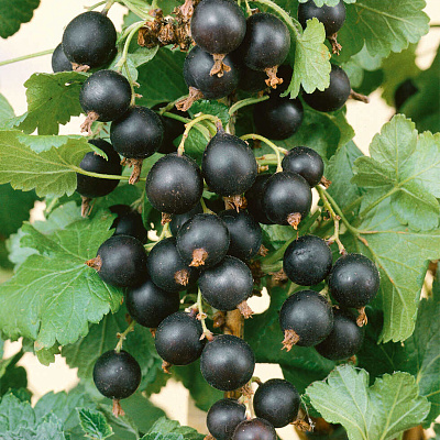 Смородина Валовая