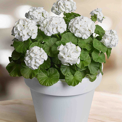 Герань Прекрасные славянки Бланка