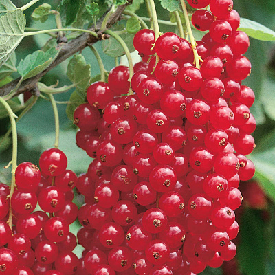 Смородина Ненаглядная