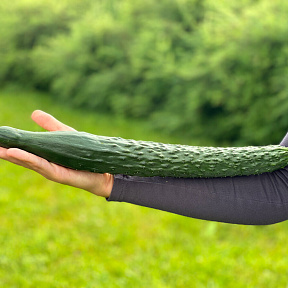 Огурец Гудвин F1