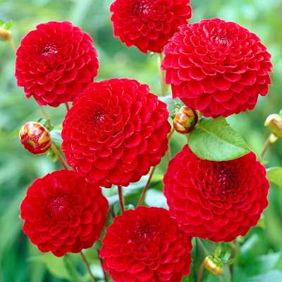 Георгин помпонный Несцио