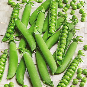 Горох Чемпион