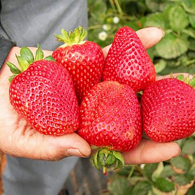 Земляника садовая Сибилла