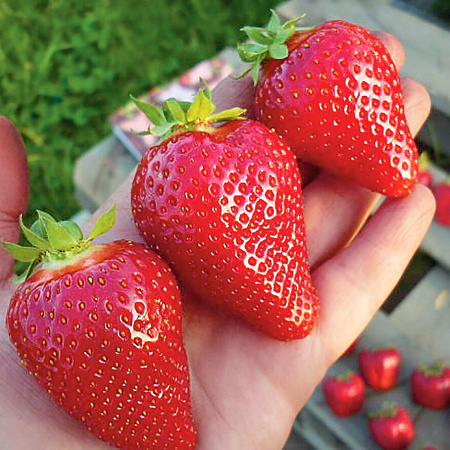 Фото Земляника садовая Клери