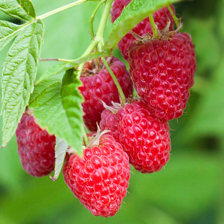 Фото Малина ремонтантная Барон