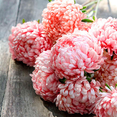 Фото Астра Дюшес Изысканная розовая