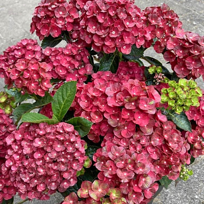 Гортензия крупнолистная Ребелион Пистачио Лав