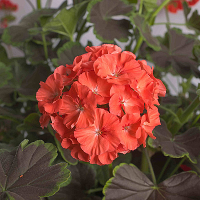 Герань Ночь Лососевая