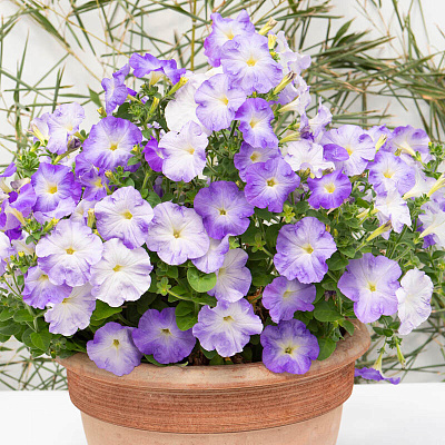 Петуния Джоконда Марин блю