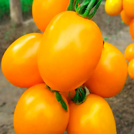 Фото Помидор Де Барао золотой