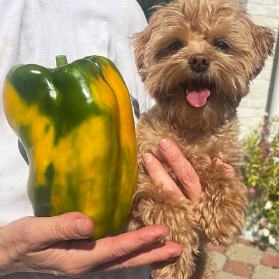 Перец сладкий Сентонове F1