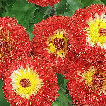 Фото Хризантема корейская Шенон