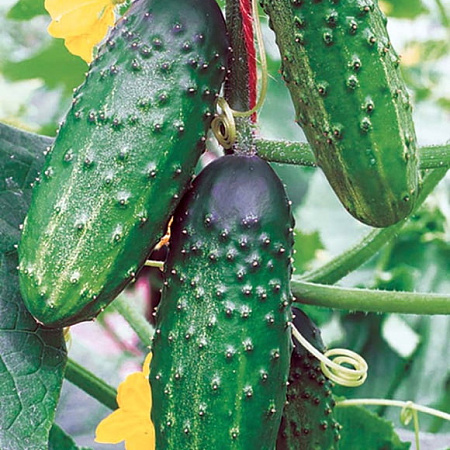 Фото Огурец Сокол F1