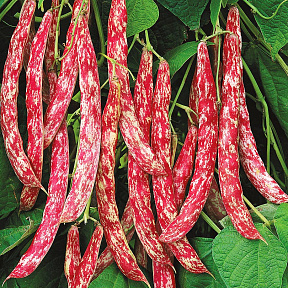 Фасоль Барлотта