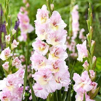 Гладиолус Маджента Принцесс