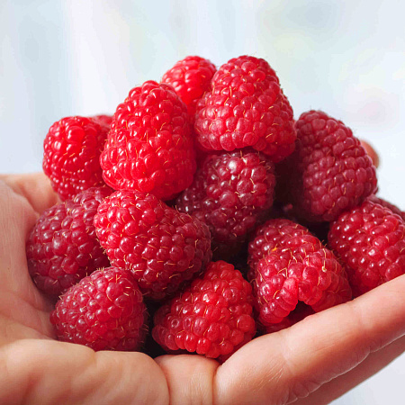 Фото Малина ремонтантная Дашкина радость