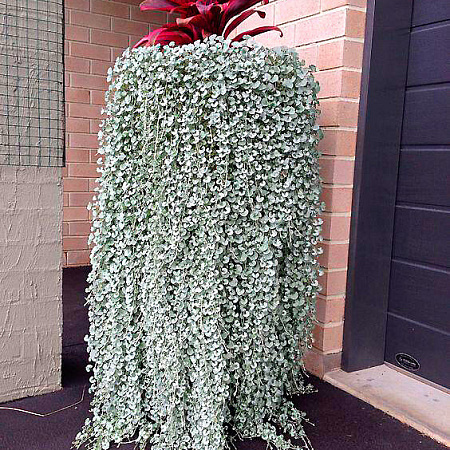 Фото Дихондра Серебро