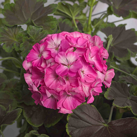 Фото Герань Ночь Розовая