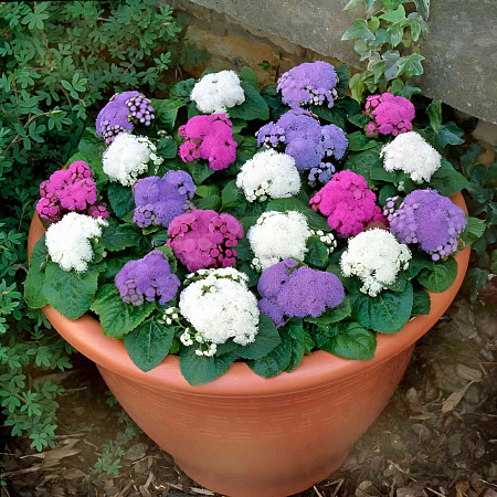 Фото Агератум Мексиканский цветной ковёр