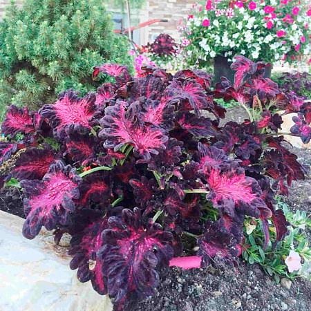 Фото Колеус Чёрный дракон