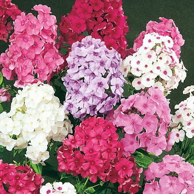 Флокс метельчатый набор Лето в деревне