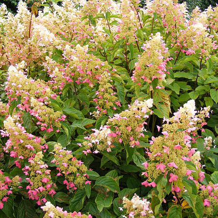 Фото Гортензия метельчатая Биг Бен