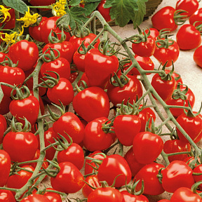 Помидор Ягодка F1