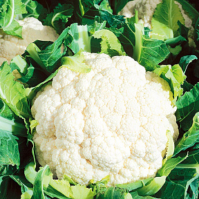 Капуста цветная Бразилия F1