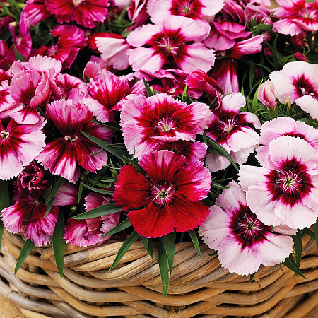 Фото Гвоздика китайская Венти Малиновый с глазком