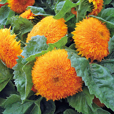 Фото Подсолнух декоративный Медвежонок Тедди