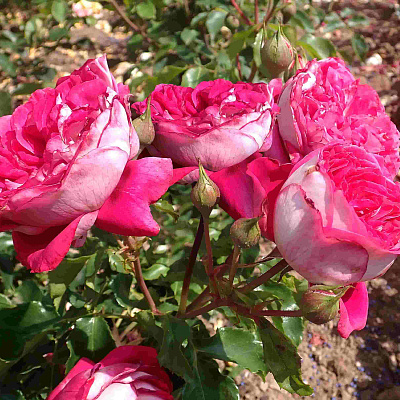 Роза чайно-гибридная Максим