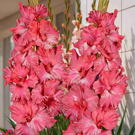 Фото Гладиолус Триумфатор