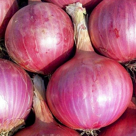 Фото Лук-севок Розанна