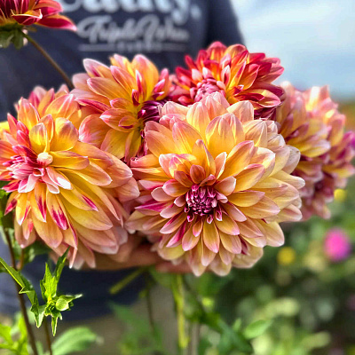 Георгин декоративный Карибиан Фэнтези