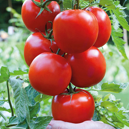 Фото Помидор Блестящий дебют