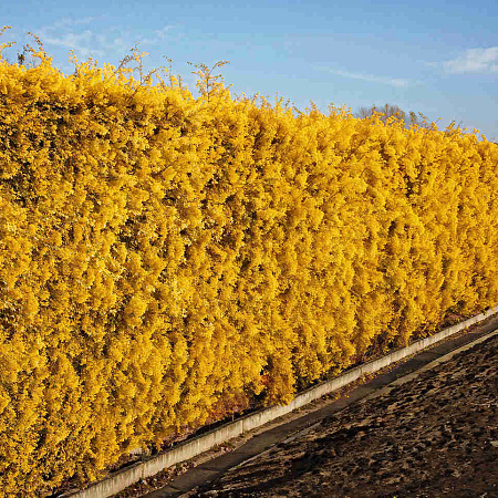 Фото Туя западная Санкист