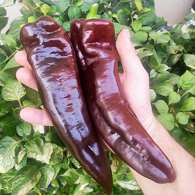 Перец сладкий Палермо шоколадный F1