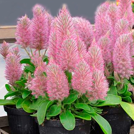 Фото Птилотус Джой