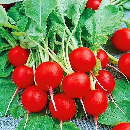 Фото Редис Глориет F1 1гр